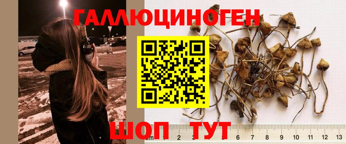 Шелехов  Галлюциногенные грибы ЛСД  Вход с VPN  Галлюциногенные грибы Psilocybine cubensis 